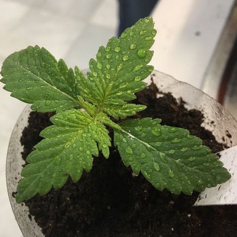 WCAPF #1 growlog timeline photo