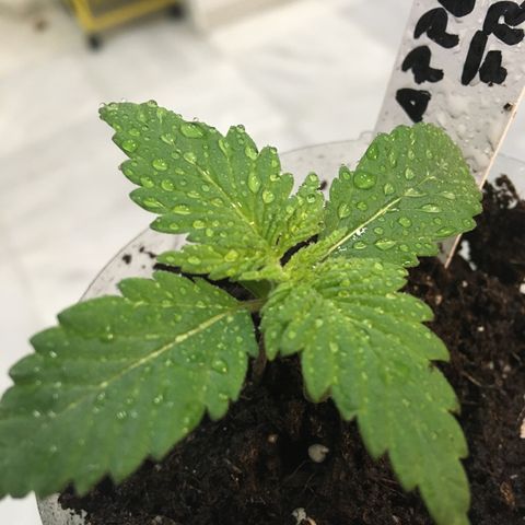 WCAPF #1 growlog timeline photo