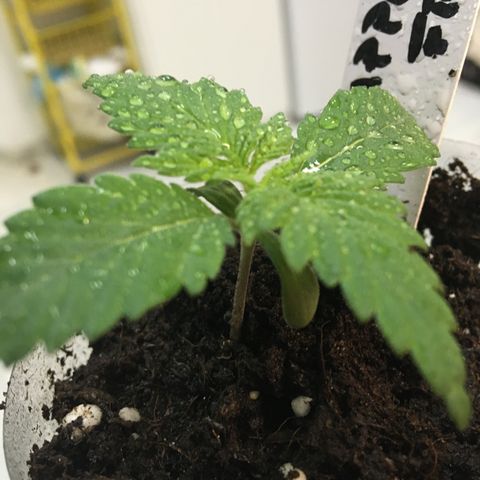 WCAPF #1 growlog timeline photo