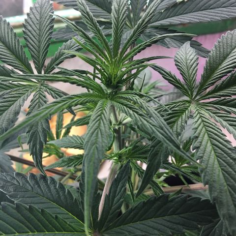 MCAMH #1 growlog timeline photo