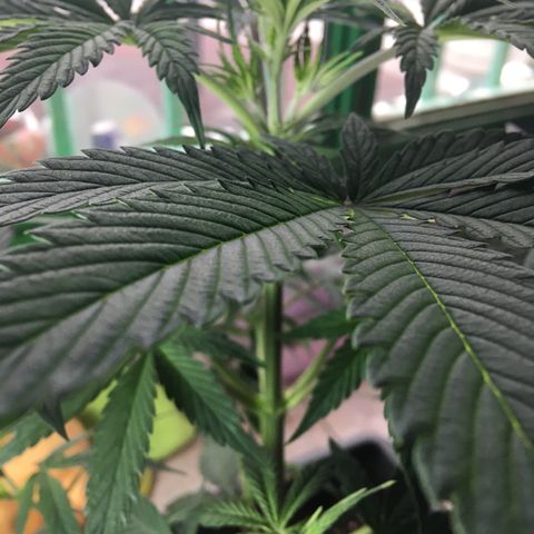 MCAMH #1 growlog timeline photo