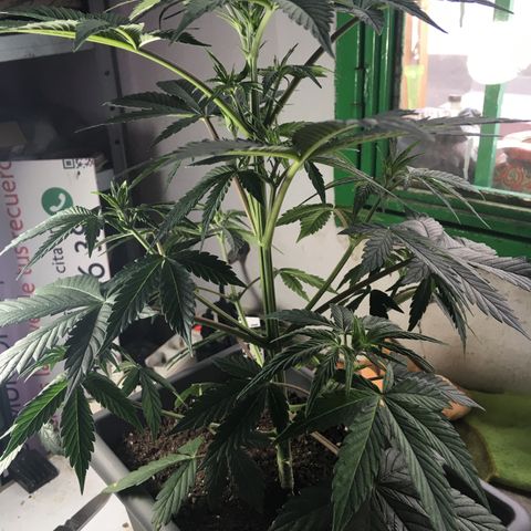 MCAMH #1 growlog timeline photo