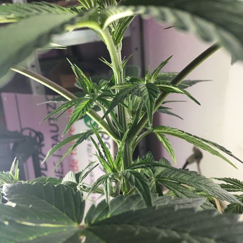 MCAMH #1 growlog timeline photo