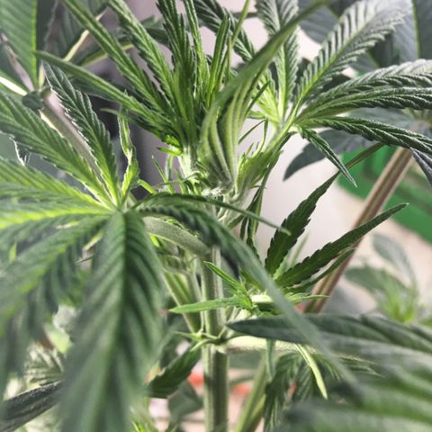 MCAMH #1 growlog timeline photo