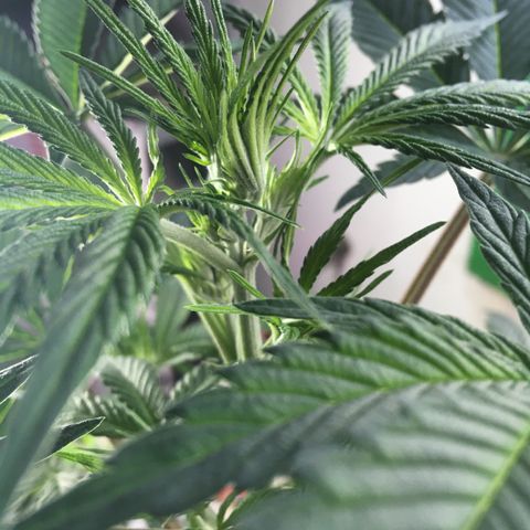 MCAMH #1 growlog timeline photo
