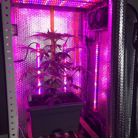 MCAMH #1 growlog timeline photo