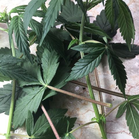 MCAMH #1 growlog timeline photo