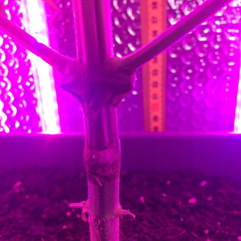 MCAMH #1 growlog timeline photo
