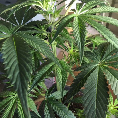 MCAMH #1 growlog timeline photo