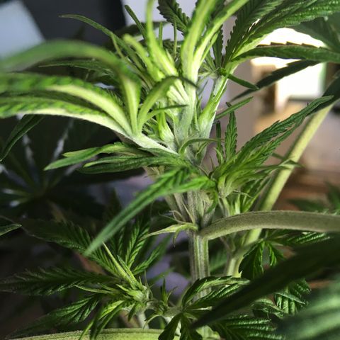 MCAMH #1 growlog timeline photo