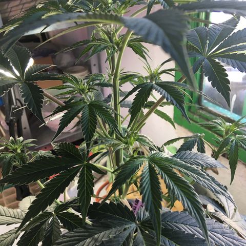 MCAMH #1 growlog timeline photo