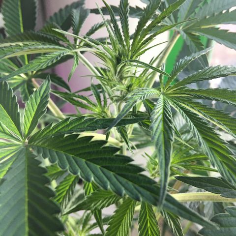MCAMH #1 growlog timeline photo