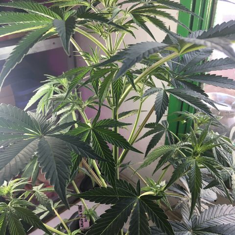 MCAMH #1 growlog timeline photo
