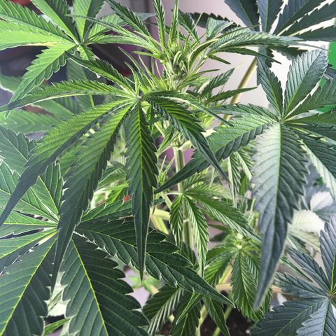MCAMH #1 growlog timeline photo