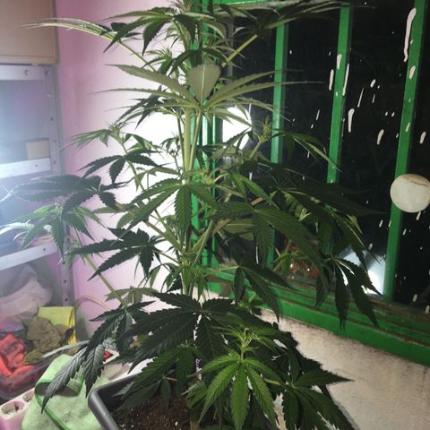 MCAMH #1 growlog timeline photo