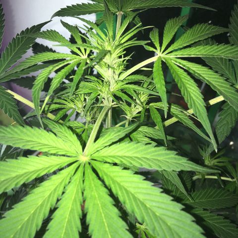 MCAMH #1 growlog timeline photo