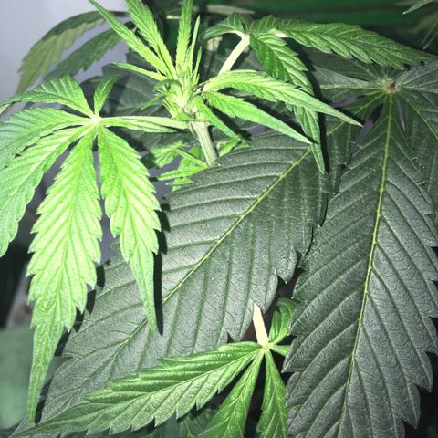 MCAMH #1 growlog timeline photo