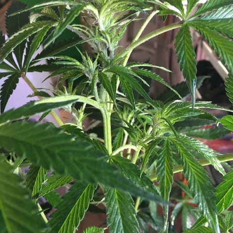 MCAMH #1 growlog timeline photo
