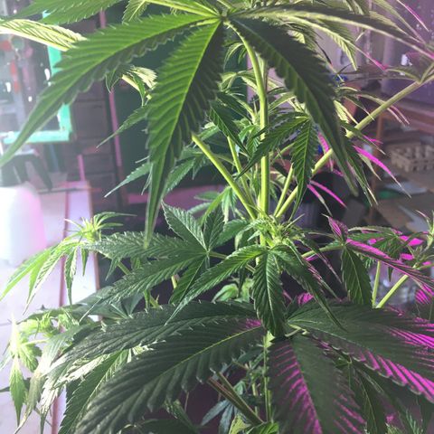 MCAMH #1 growlog timeline photo