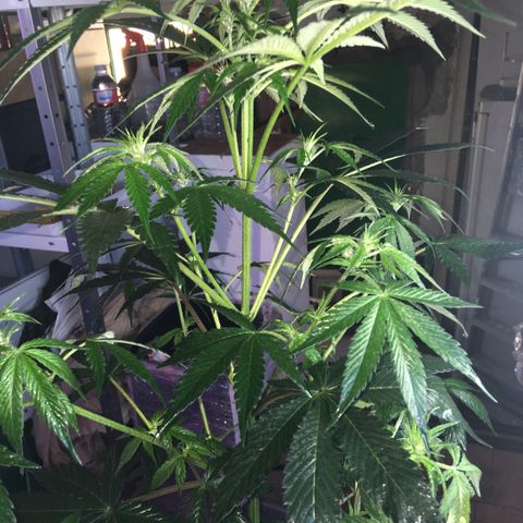 MCAMH #1 growlog timeline photo