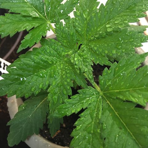 WCAPF #1 growlog timeline photo