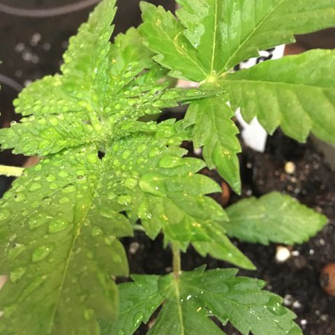 WCAPF #1 growlog timeline photo