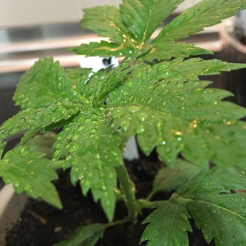 WCAPF #1 growlog timeline photo