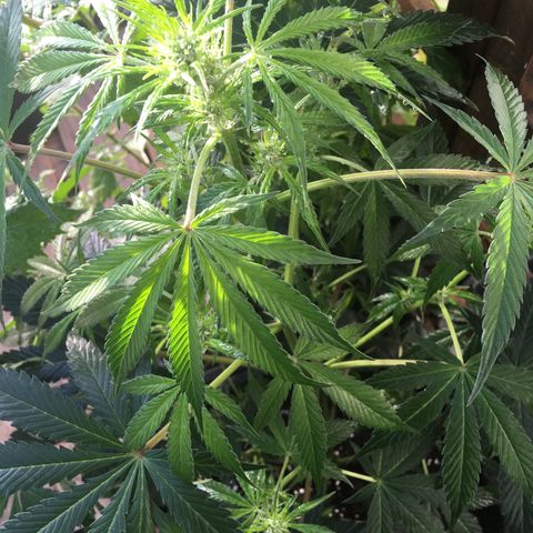 MCAMH #1 growlog timeline photo