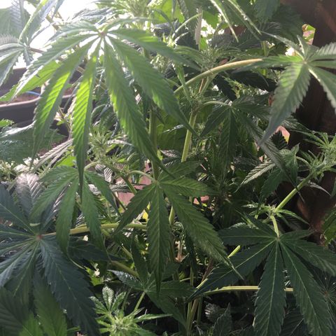 MCAMH #1 growlog timeline photo