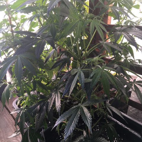 MCAMH #1 growlog timeline photo