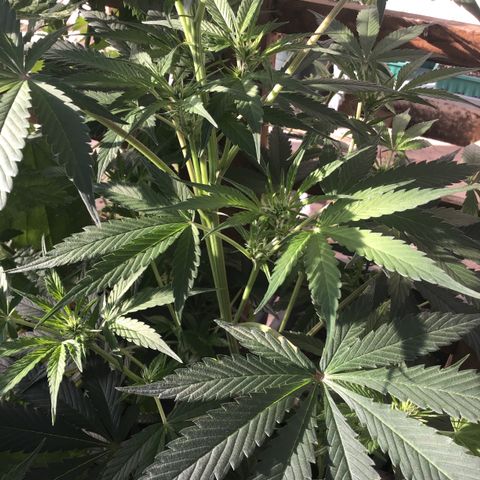 MCAMH #1 growlog timeline photo