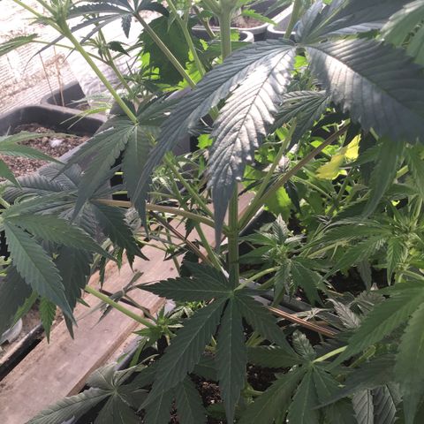 MCAMH #1 growlog timeline photo