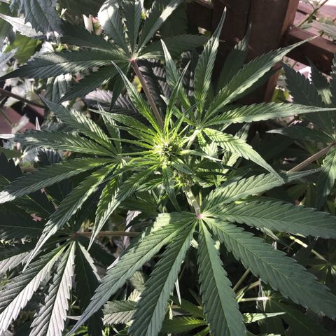 MCAMH #1 growlog timeline photo
