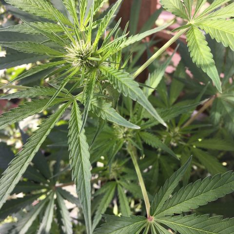 MCAMH #1 growlog timeline photo