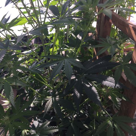 MCAMH #1 growlog timeline photo