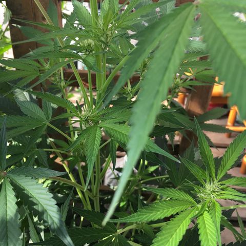 MCAMH #1 growlog timeline photo