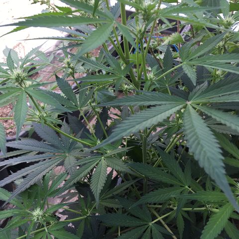 MCAMH #1 growlog timeline photo