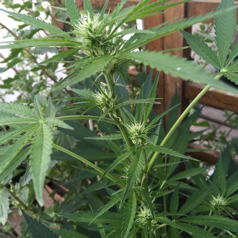 MCAMH #1 growlog timeline photo