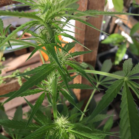 MCAMH #1 growlog timeline photo