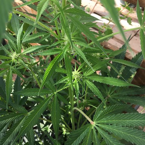 MCAMH #1 growlog timeline photo