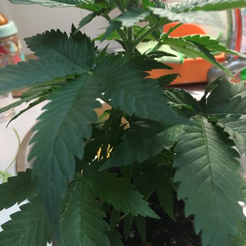 WCAPF #1 growlog timeline photo