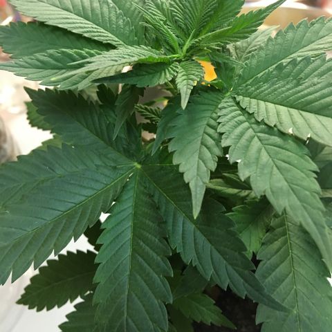 WCAPF #1 growlog timeline photo
