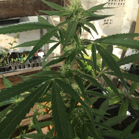 MCAMH #1 growlog timeline photo