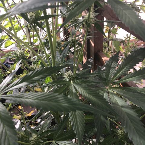 MCAMH #1 growlog timeline photo