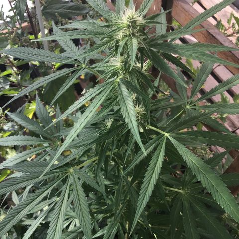 MCAMH #1 growlog timeline photo