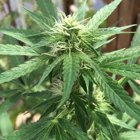 MCAMH #1 growlog timeline photo
