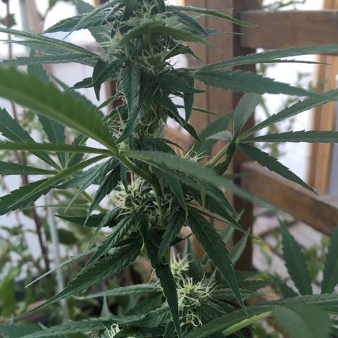 MCAMH #1 growlog timeline photo
