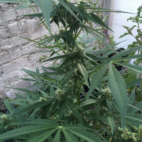 MCAMH #1 growlog timeline photo