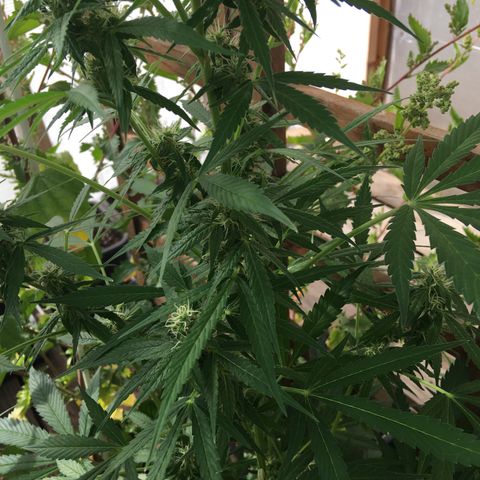 MCAMH #1 growlog timeline photo
