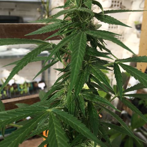 MCAMH #1 growlog timeline photo